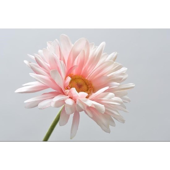 Gerbera růžová 77 cm_0