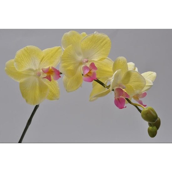 Orchidej žlutá 56 cm_0
