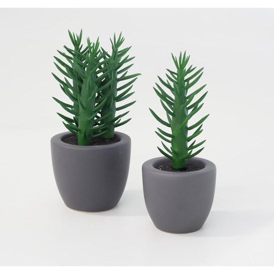 Sukulent malý V. v porc. obalu_0