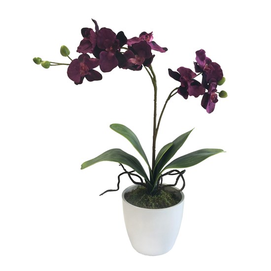 Orchidej 65cm x2 fialová (bez květináče)_0