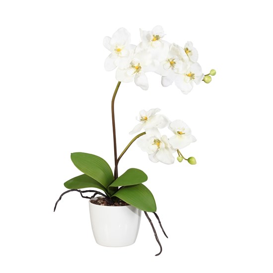 Orchidej 70cm x2 krémová (bez květináče)_0