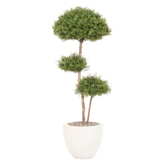 Myrta keř 3koule 120 cm (bez květináče)_0