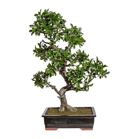 Bonsai Ficus 90 cm (vč.mísy)_0