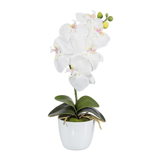 Orchidej Phalenopsis 40cm (vč.květináče)_0