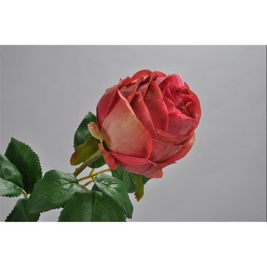 Růže 50 cm_0