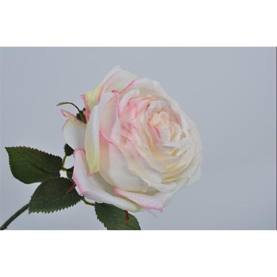 Růže bílá/růžová_0