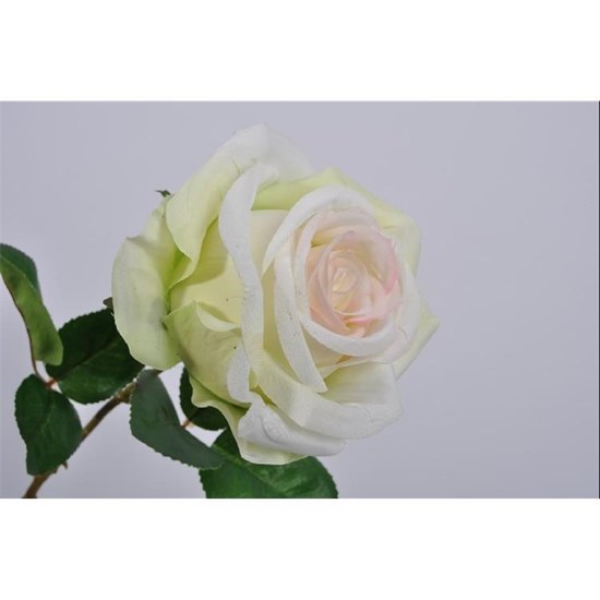 Růže bílá/růžová/zelená_0