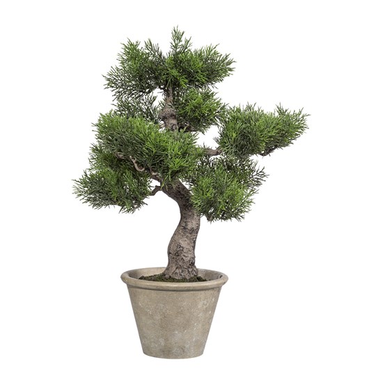 Bonsai Zeder x 10, ca 50cm_0