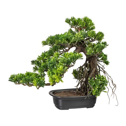 Bonsai Podocarpus cca 40x40cm_0