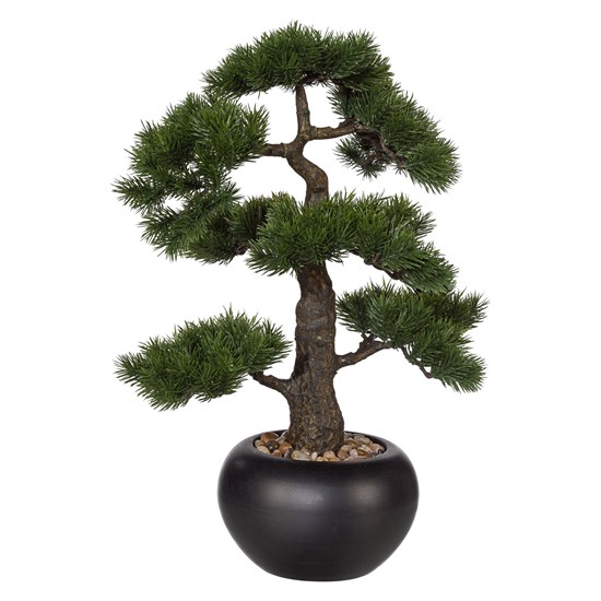 Bonsai KIEFER 48 cm (vč.květináče)_0