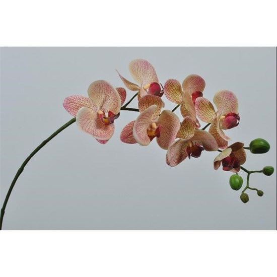 Orchidej 77 cm_0