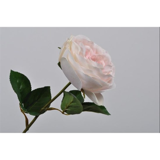Růže 45 cm_0