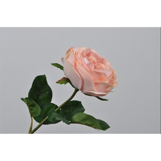 Růže 45 cm_0