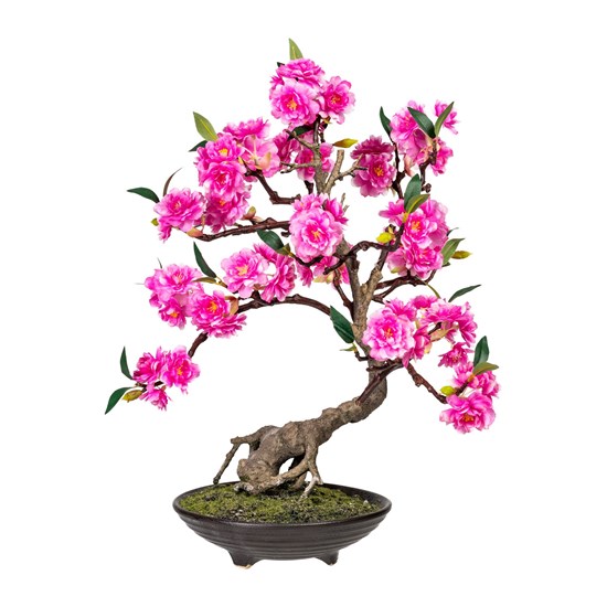 Bonsai CERASUM 50 cm (vč.květináče)_0