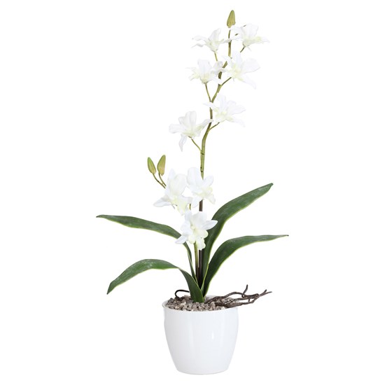 Orchidej Dendrobie 60cm x2 bílá s obalem_1