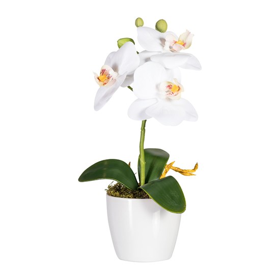 Phalaenopsis, ca 24cm_0