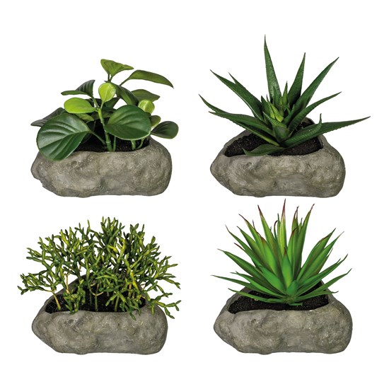 Sukulent 12-15cm 4 druhy (cena za ks)_4