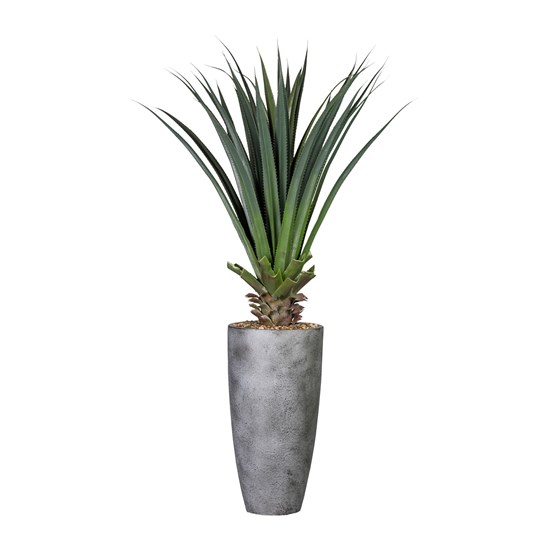 Aloe 150 cm (včetně květináče)_0