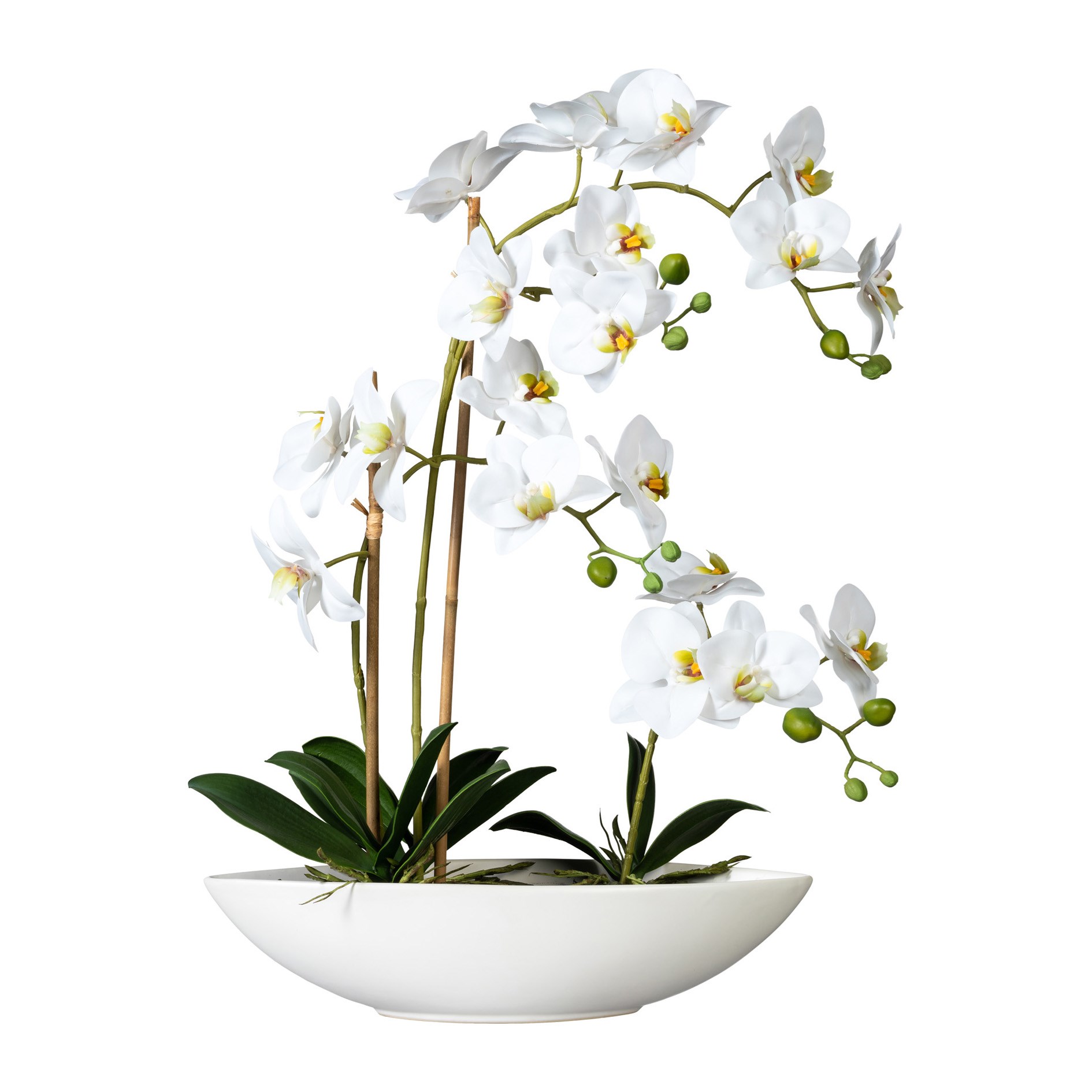 Phalaenopsis x4, ca 60cm weiss,im Keramikschiff 37x11x_0