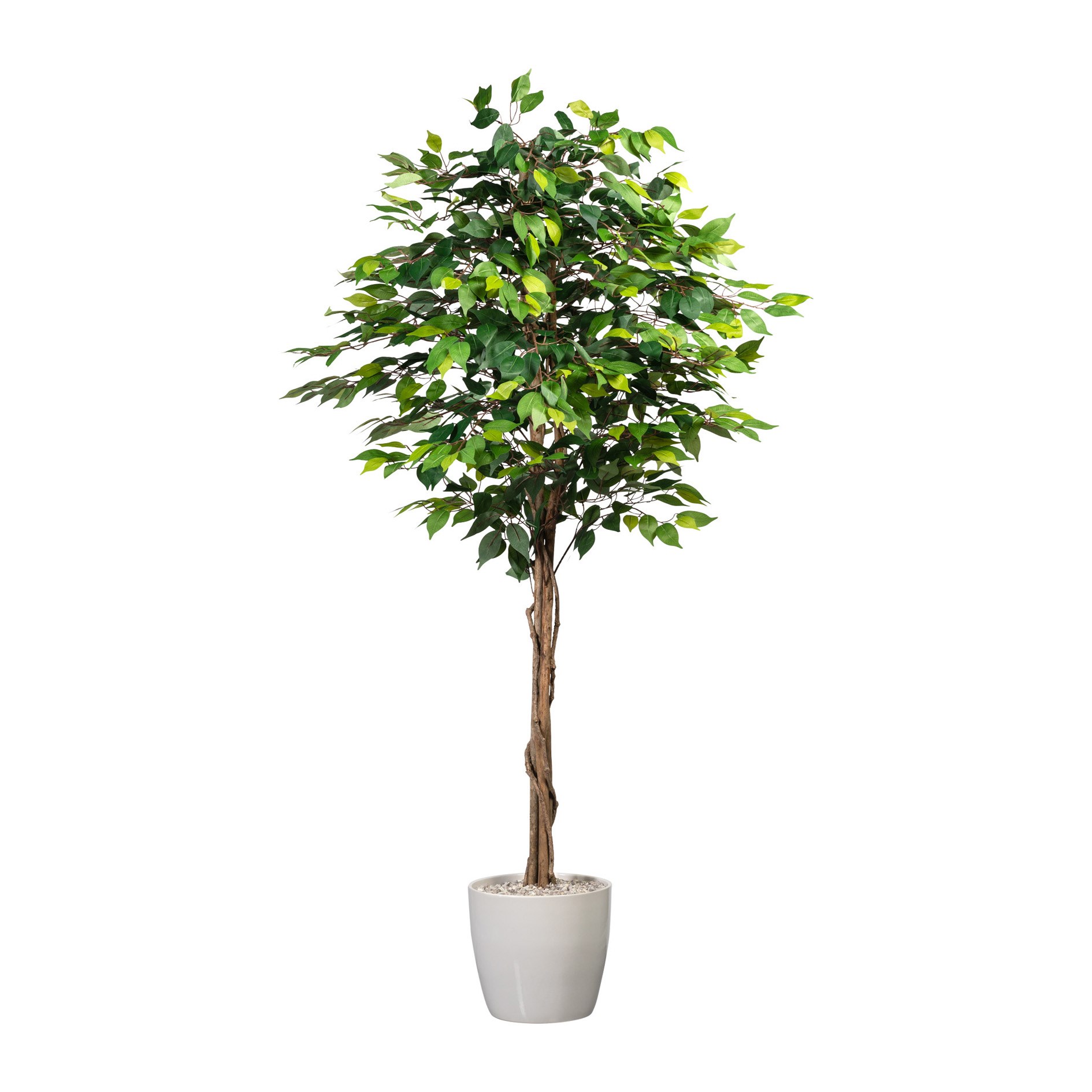 Ficus Benjamin 180cm (plastový obal)_0