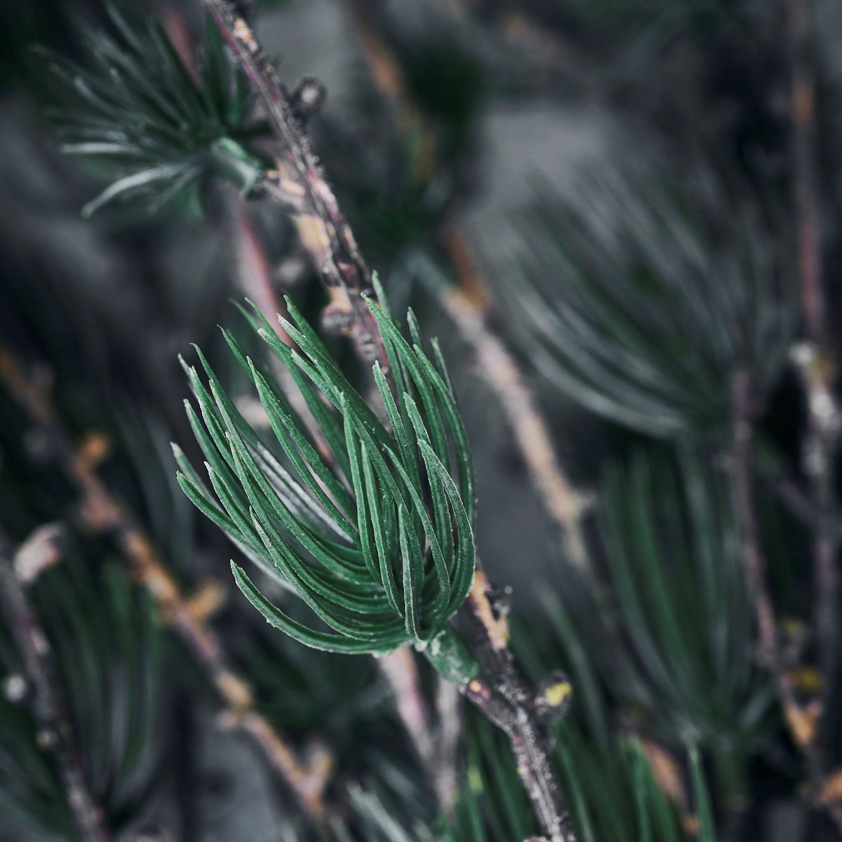 Dekorace větev modřínu LARCH 97 cm přírodní zelená_2