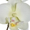 Orchidej 31,5cm krémová_0