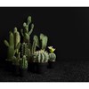 Kaktus Indicky fík v květináči 26 cm_0