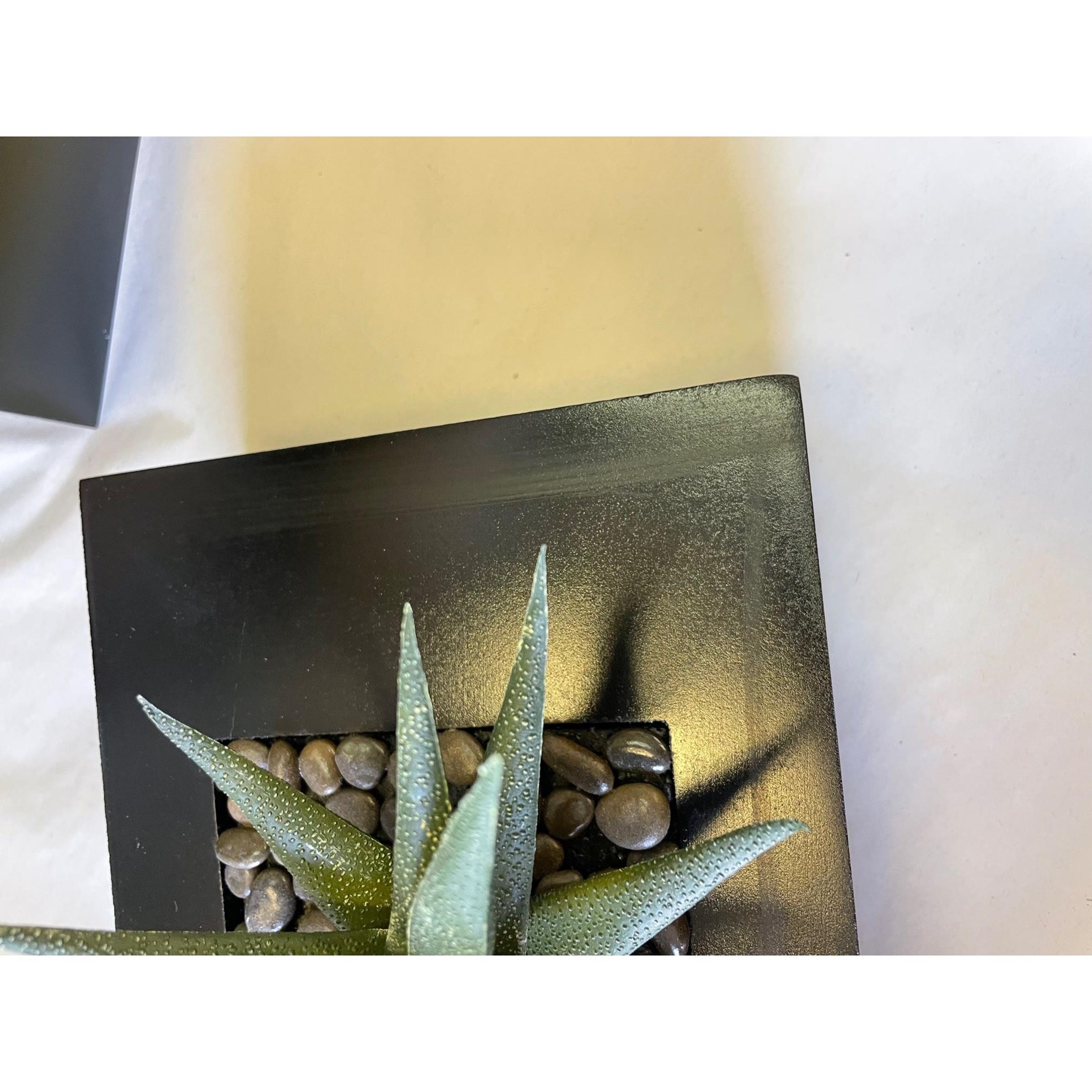 Agave 3ks v květináči (SLEVA LEPIDLO NA DŘEVĚ)_5