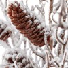 Umělá květina větvičky se šiškami 48cm zasněžená hnědá_0