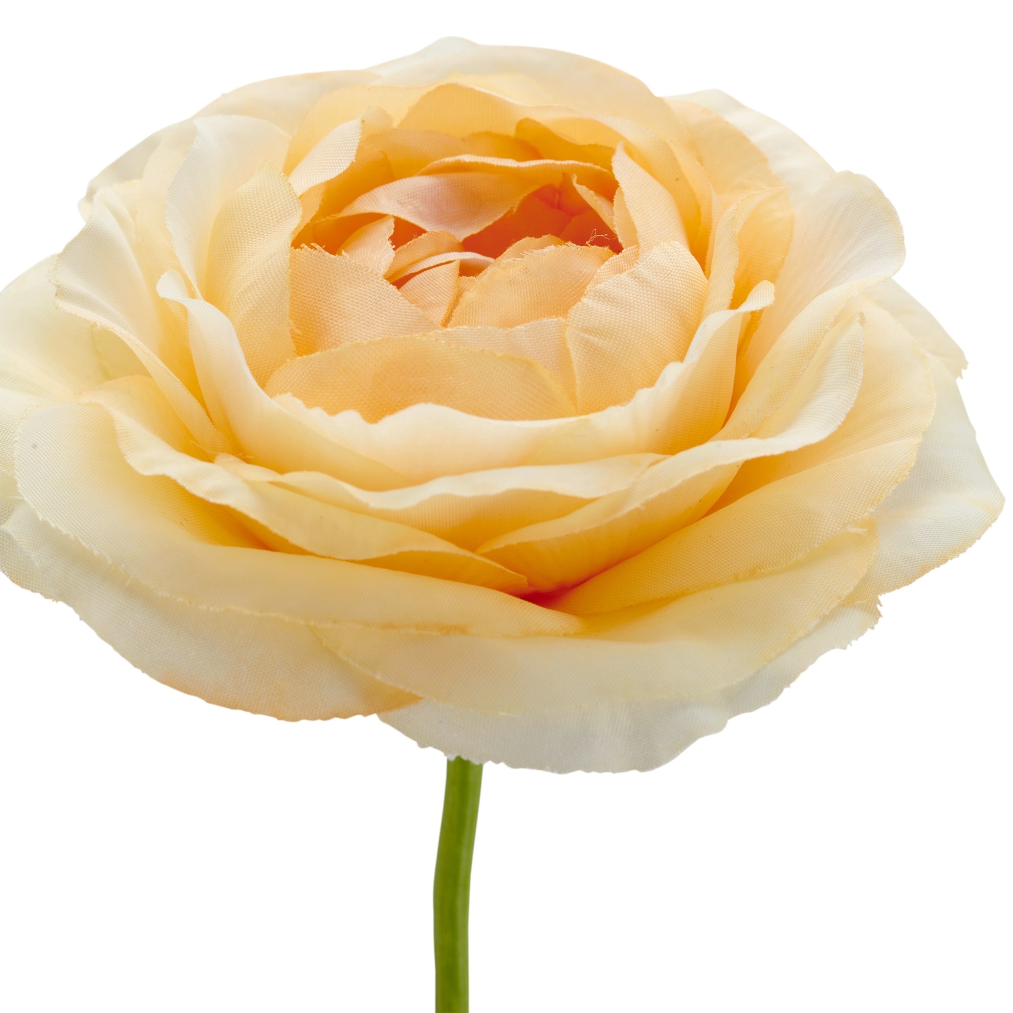 Pryskyřník 63 cm, meruňková_0